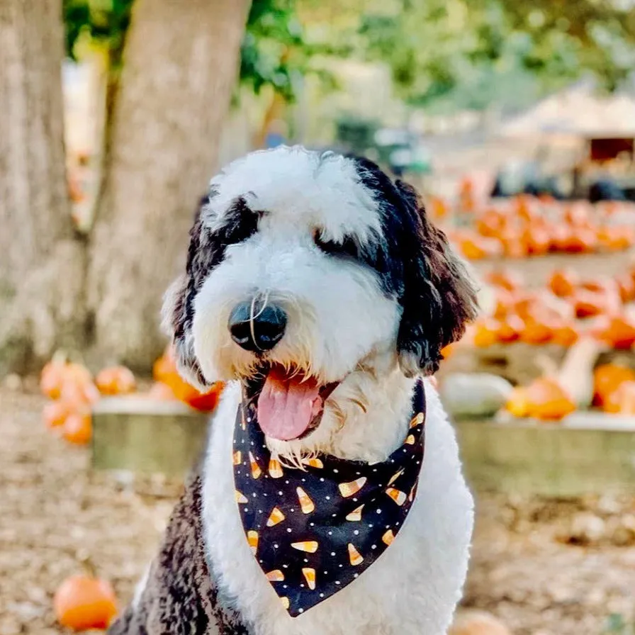 Personalized Halloween Pet Bandanas with Pets Name