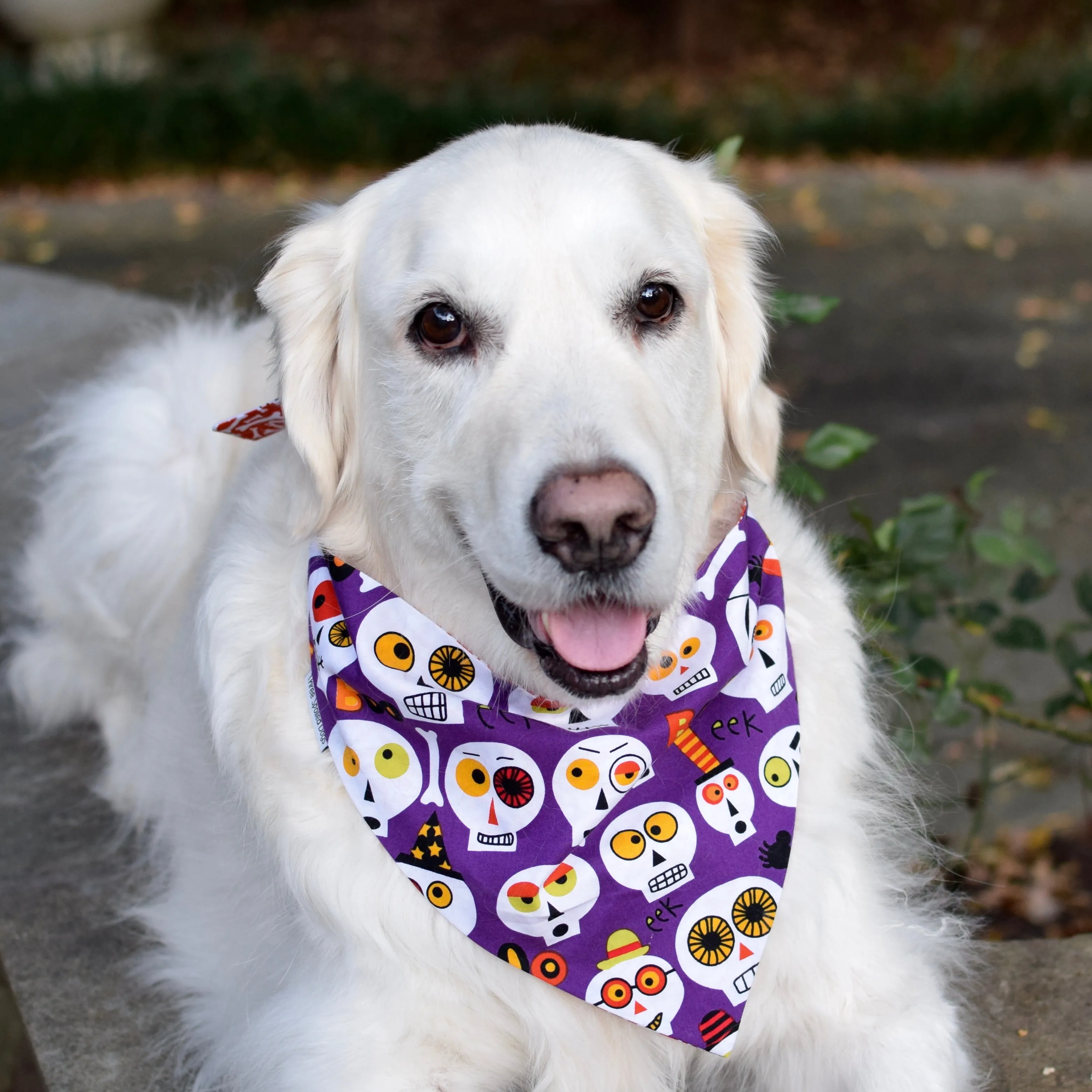 Personalized Halloween Pet Bandanas with Pets Name