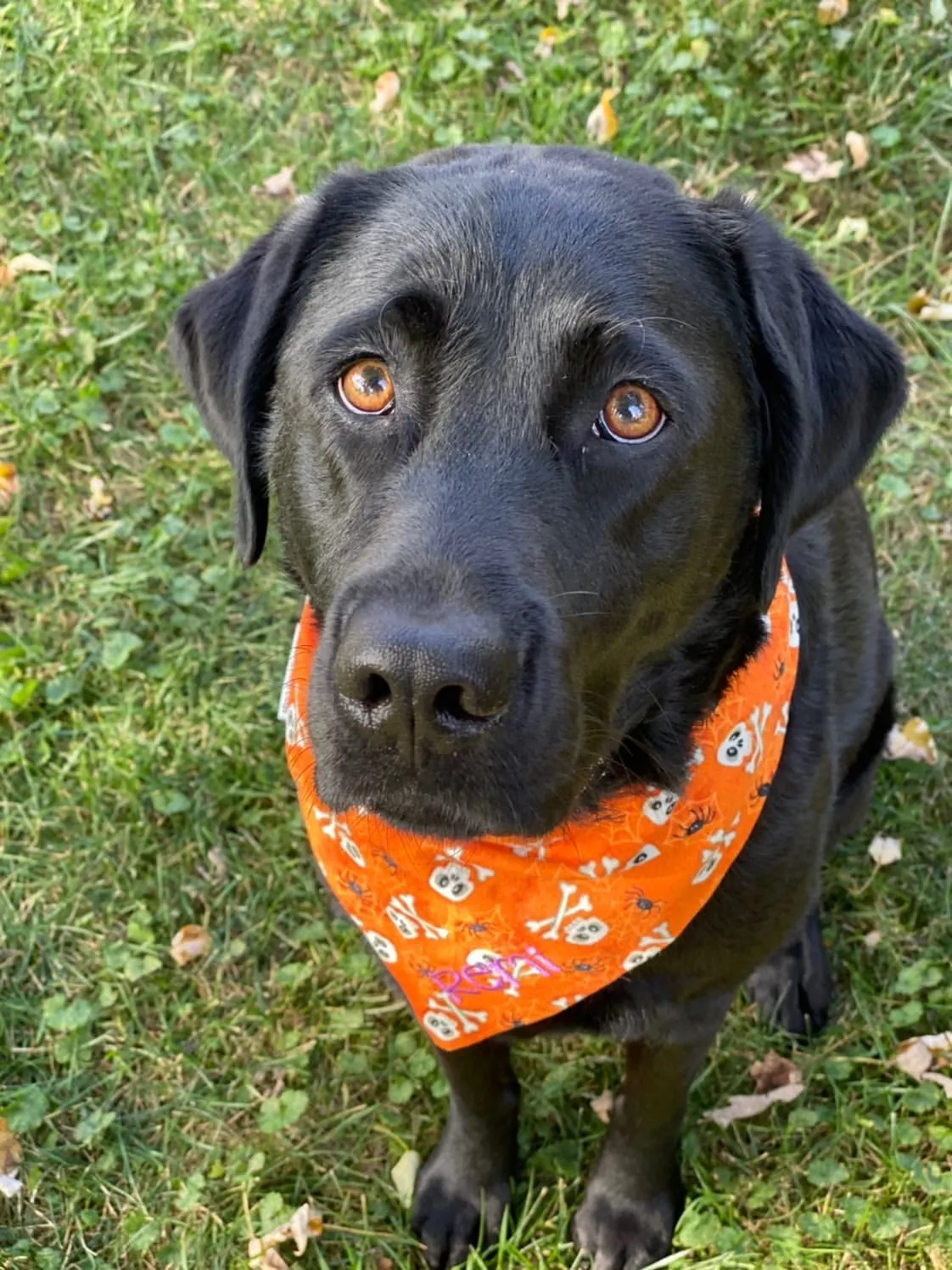 Personalized Halloween Pet Bandanas with Pets Name